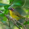 Lesnacek rezavohlavy - Basileuterus rufifrons - Rufous-capped Warbler o3387